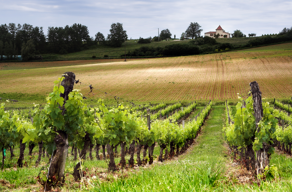 1399019 vinyard